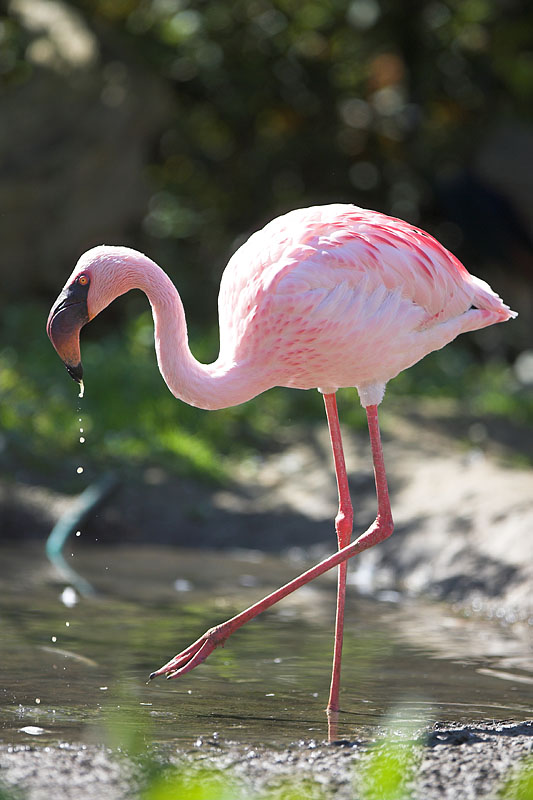 flamingo060407-1.jpg