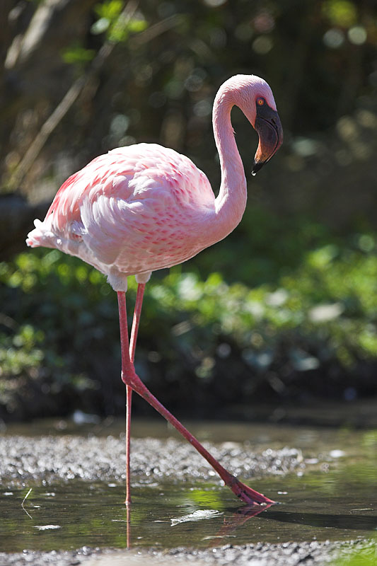 flamingo060407-2.jpg
