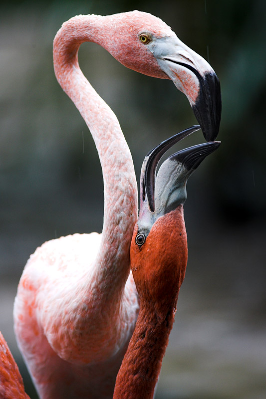 flamingo160808-3.jpg
