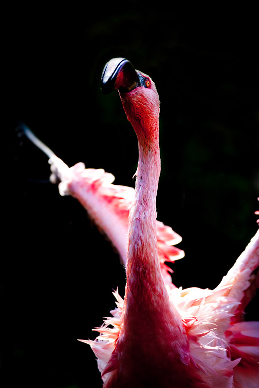 flamingo240409-2.jpg