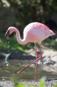 flamingo060407-1