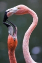flamingo160808-1