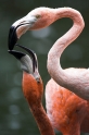 flamingo160808-2