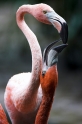 flamingo160808-3