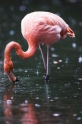 flamingo160808-4