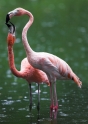 flamingo160808-5