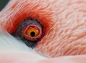 flamingo261208-4