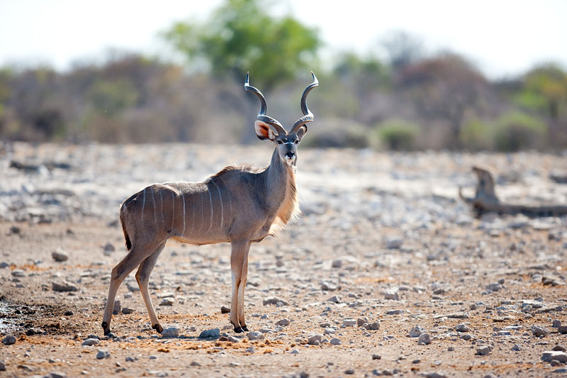 kudu091009-1.jpg