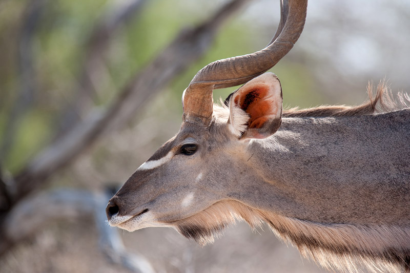 kudu091009-2.jpg