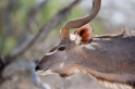 kudu091009-2