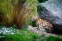 serval071119-1