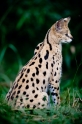 serval270809-5