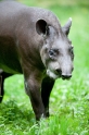 tapir060917-1