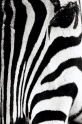 zebra161016-1