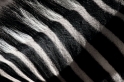 zebra161016-2