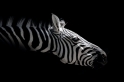 zebra161016-5