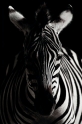 zebra161016-6