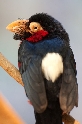 Furchenschnabel-Bartvogel