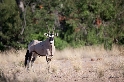 Oryx-Antilopen