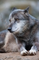 wolf201215-1