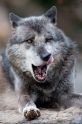 wolf201215-3