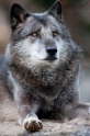 wolf201215-4