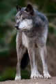 wolf201215-6