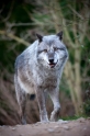 wolf201215-8