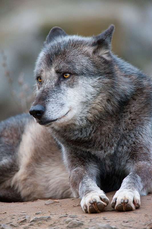 wolf201215-1.jpg