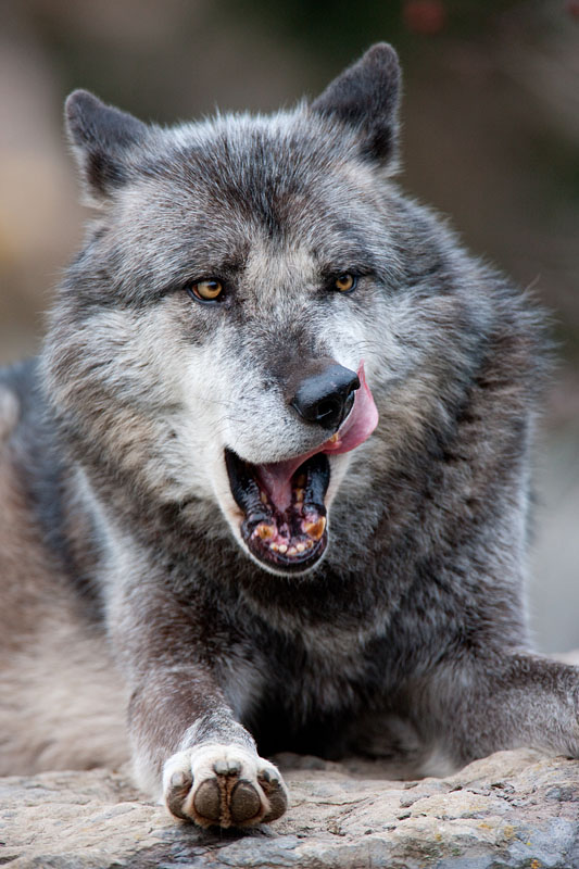 wolf201215-3.jpg