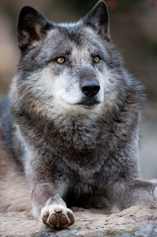 wolf201215-4.jpg
