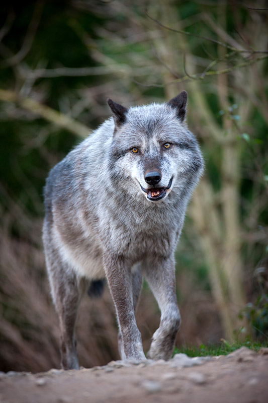 wolf201215-8.jpg