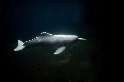 Flussdelfine