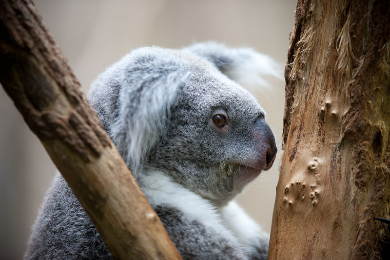 koala170716-1.jpg