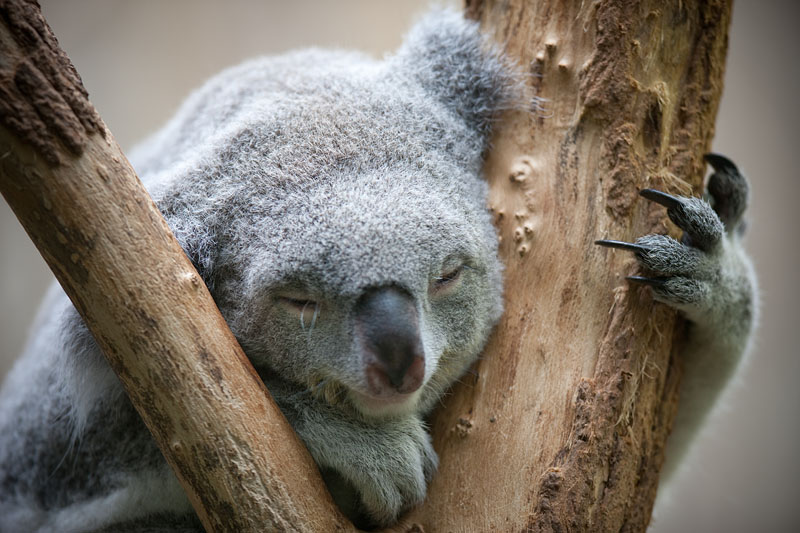 koala170716-2.jpg