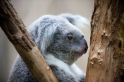 koala170716-1