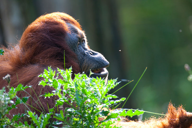 orangutan020917-4.jpg