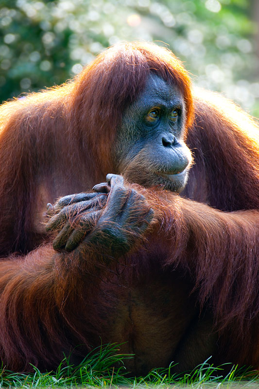 orangutan020917-5.jpg
