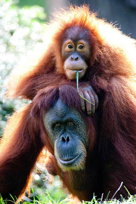orangutan020917-6.jpg