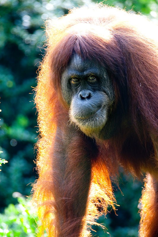 orangutan020917-7.jpg