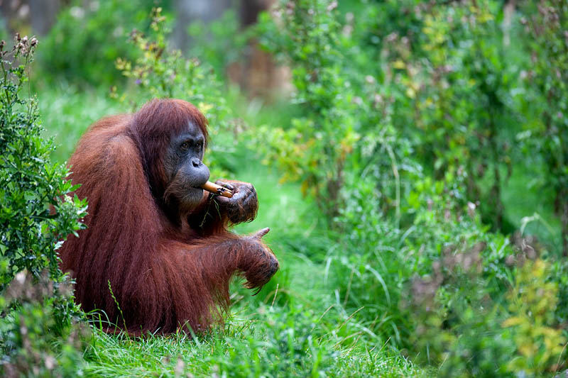 orangutan020917-8.jpg