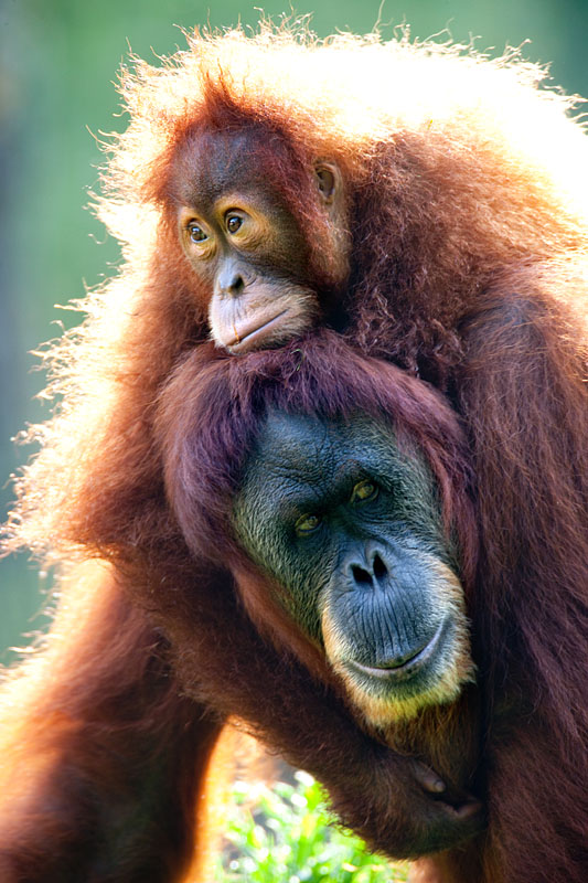 orangutan020917-9.jpg
