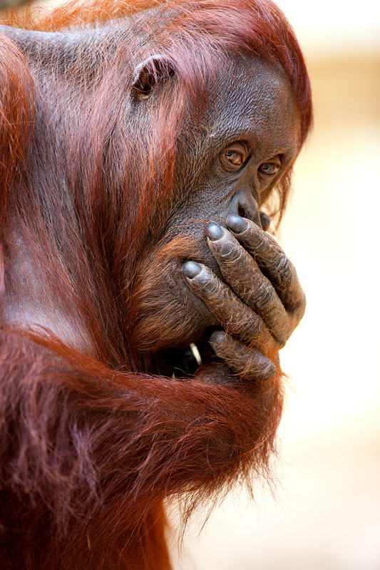 orangutan171215-1.jpg