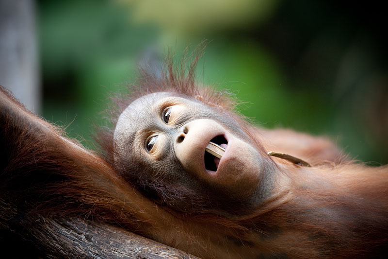 orangutan171215-2.jpg