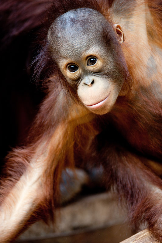 orangutan171215-3.jpg