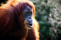 orangutan020917-1