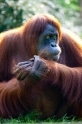 orangutan020917-5