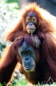 orangutan020917-6