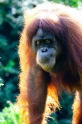 orangutan020917-7