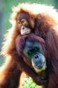 orangutan020917-9